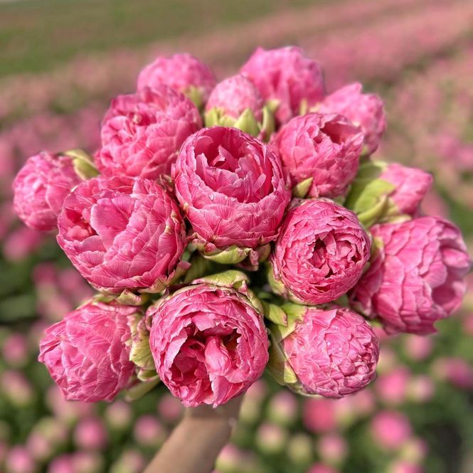 Hovedbilde Tulipan 'Strawberry Cream', sen dobbel - 10 stk