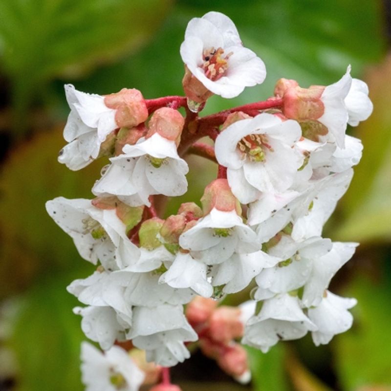 Spadebergblom 'Showtime' - Bergenia cordifolia 