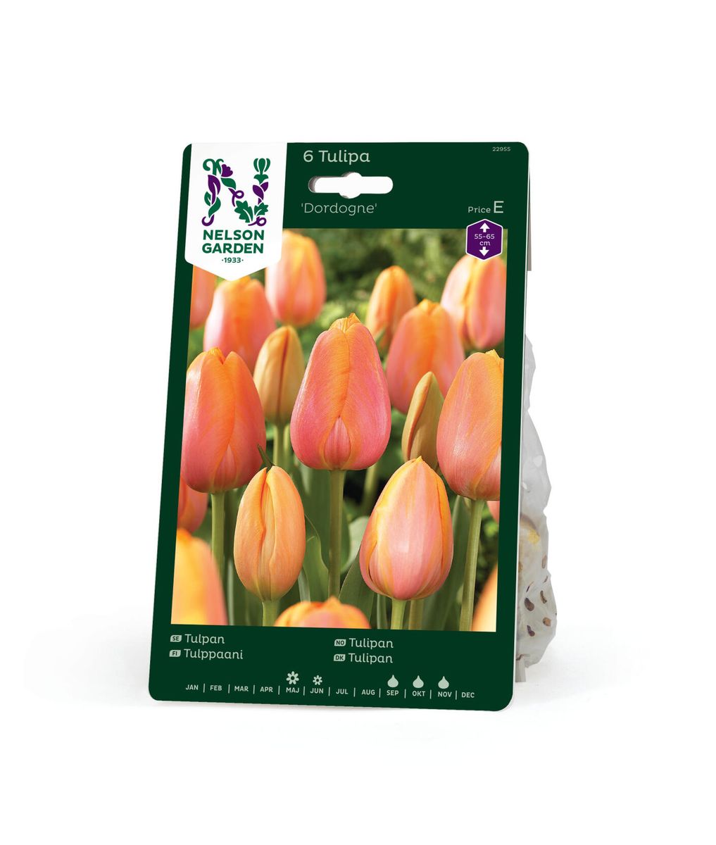 Tulipan 'Dordogne', sen enkel - 7 stk
