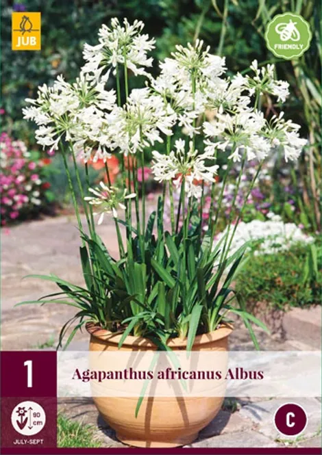 Hovedbilde Afrikalilje hvit - Agapanthus africanus, 1 stk