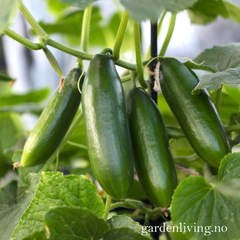 Slangeagurk 'Mini Munch' F1 mini - Cucumis sativus