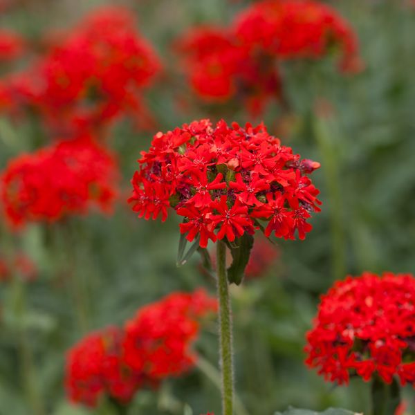 Hovedbilde Brennende kjærlighet - Lychnis chalcedonica