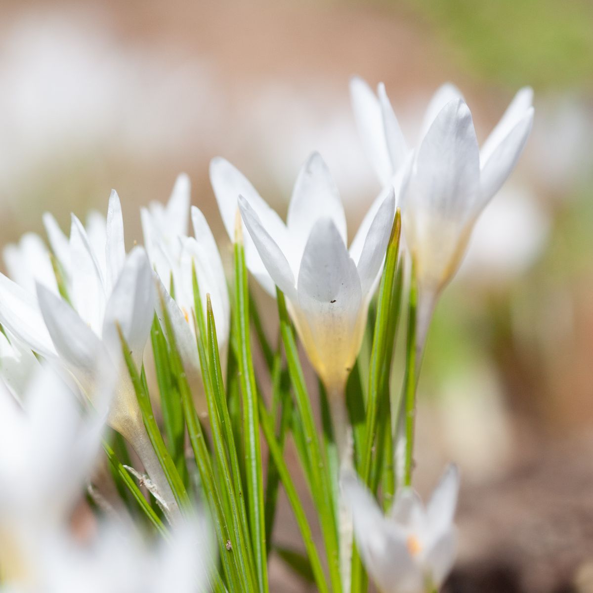 Begerkrokus 'Polar Bear' - Crocus chrysanthus - 10 stk