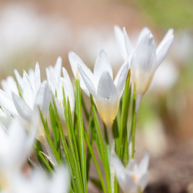 Hovedbilde Begerkrokus 'Polar Bear' - Crocus chrysanthus - 10 stk
