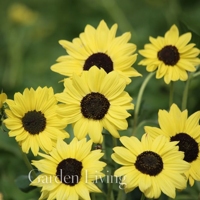Hovedbilde Solsikke 'Soluna Lemon' - Helianthus annuus