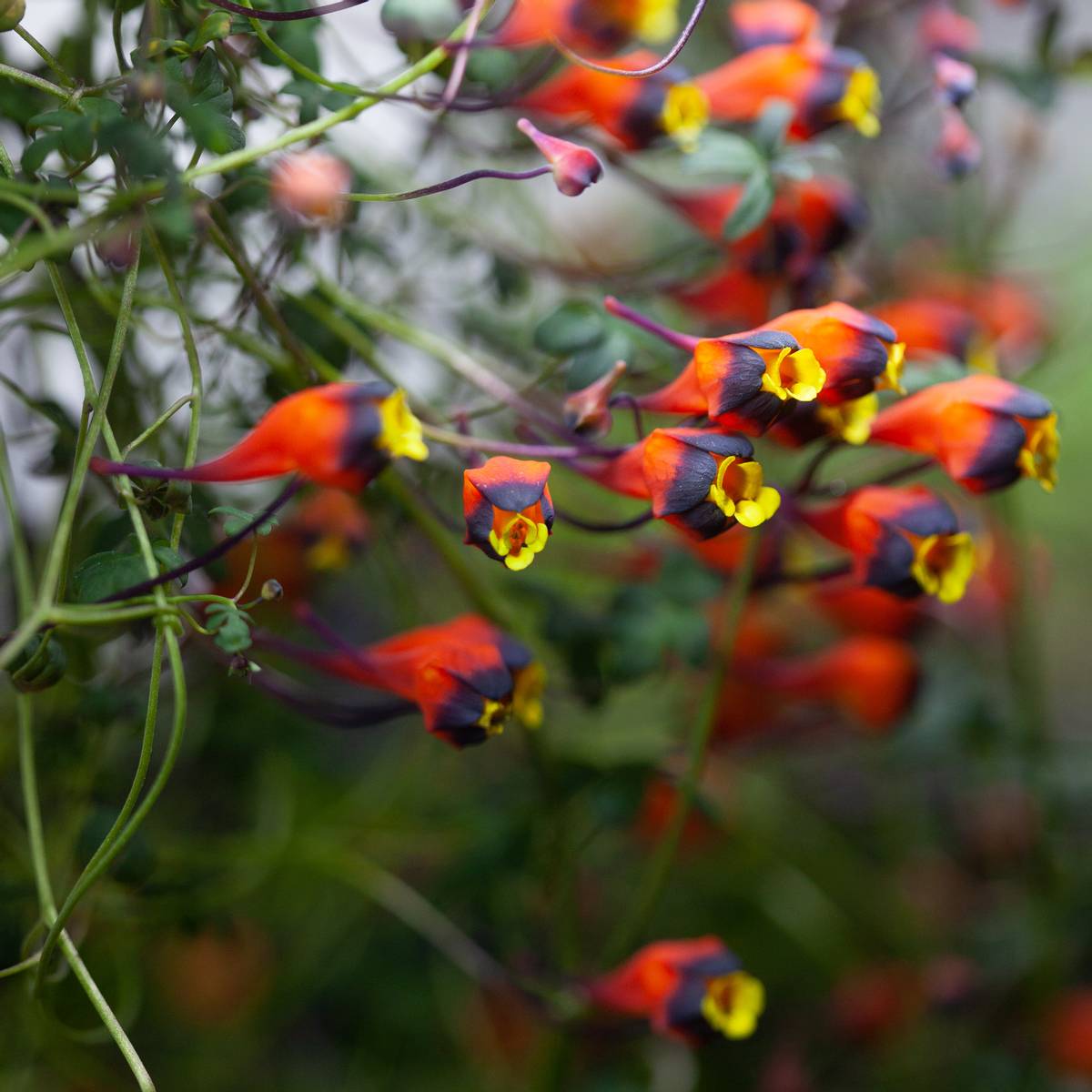 Tropaeolum tricolor - 1 stk