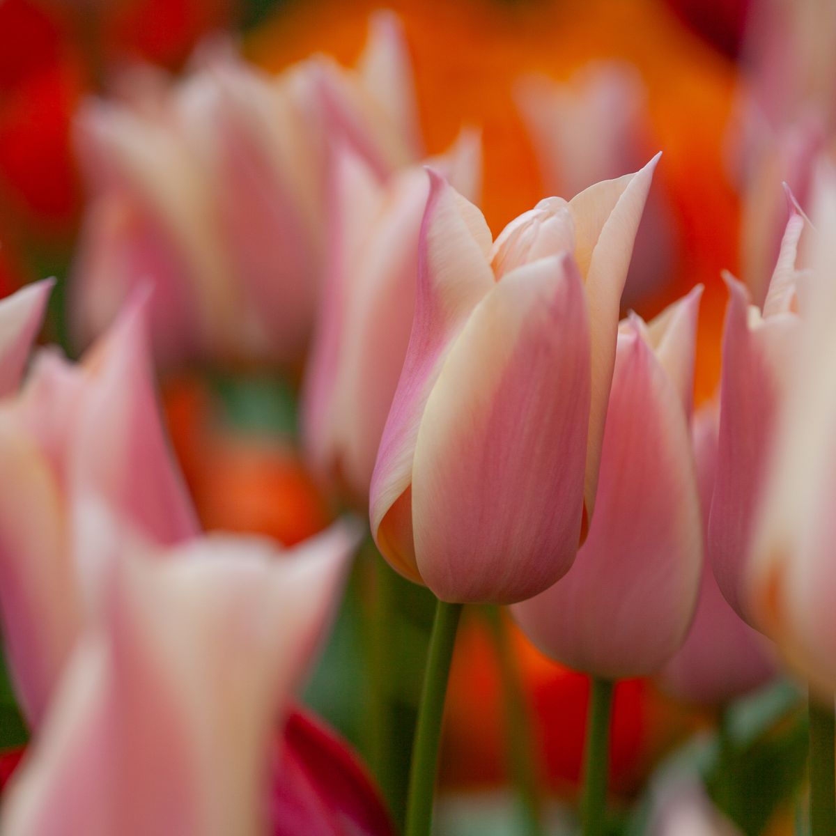 Tulipan 'Sanne', triumphtulipan - 10 stk