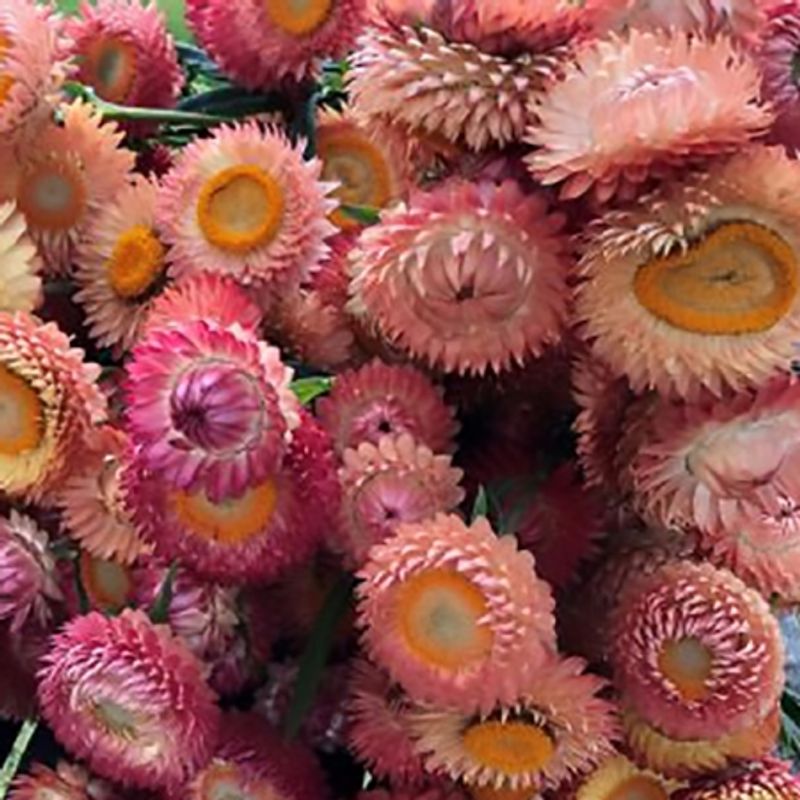 Høststråblomst 'Apricote Peach Mixed' - Xerochrysum bracteatum