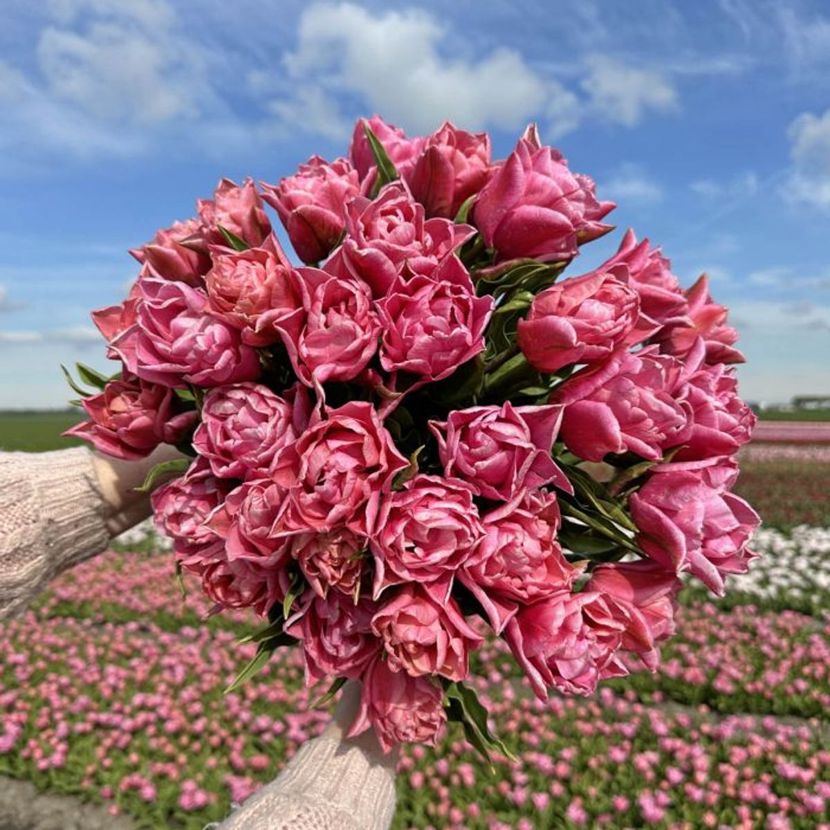 Tulipan 'Touchstone', sen dobbel - 10 stk