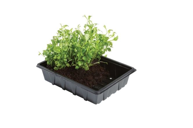 Hovedbilde Såbrett 23 cm, 5-pakk 