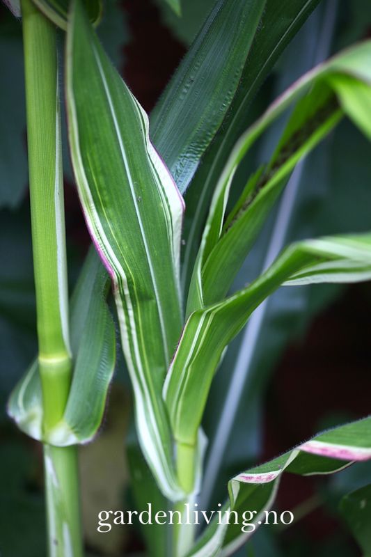 Prydmais 'Japonica Variegata' - Zea mays var. japonica
