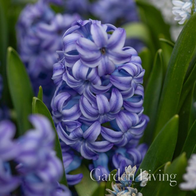 Hovedbilde Svibel 'Aqua' - Hyacinthus - 5 stk