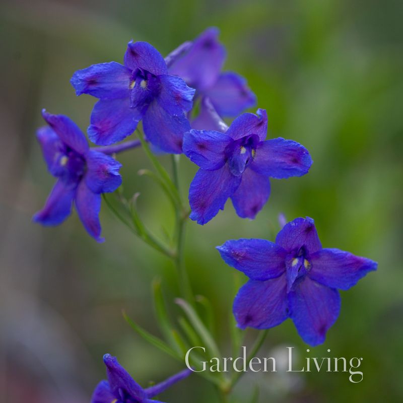 Kinaridderspore 'Blauer Zwerg' - Delphinium grandiflorum