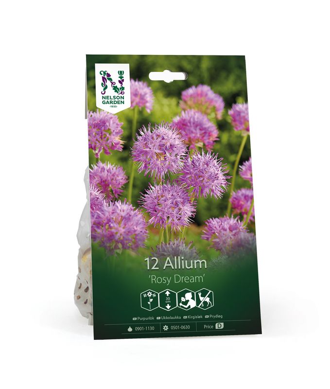Prydløk 'Rosy Dream' - Allium  - 12 stk