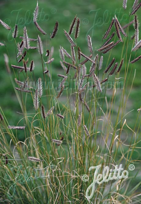 Hovedbilde Myggress 'Bad River' - Bouteloua gracilis