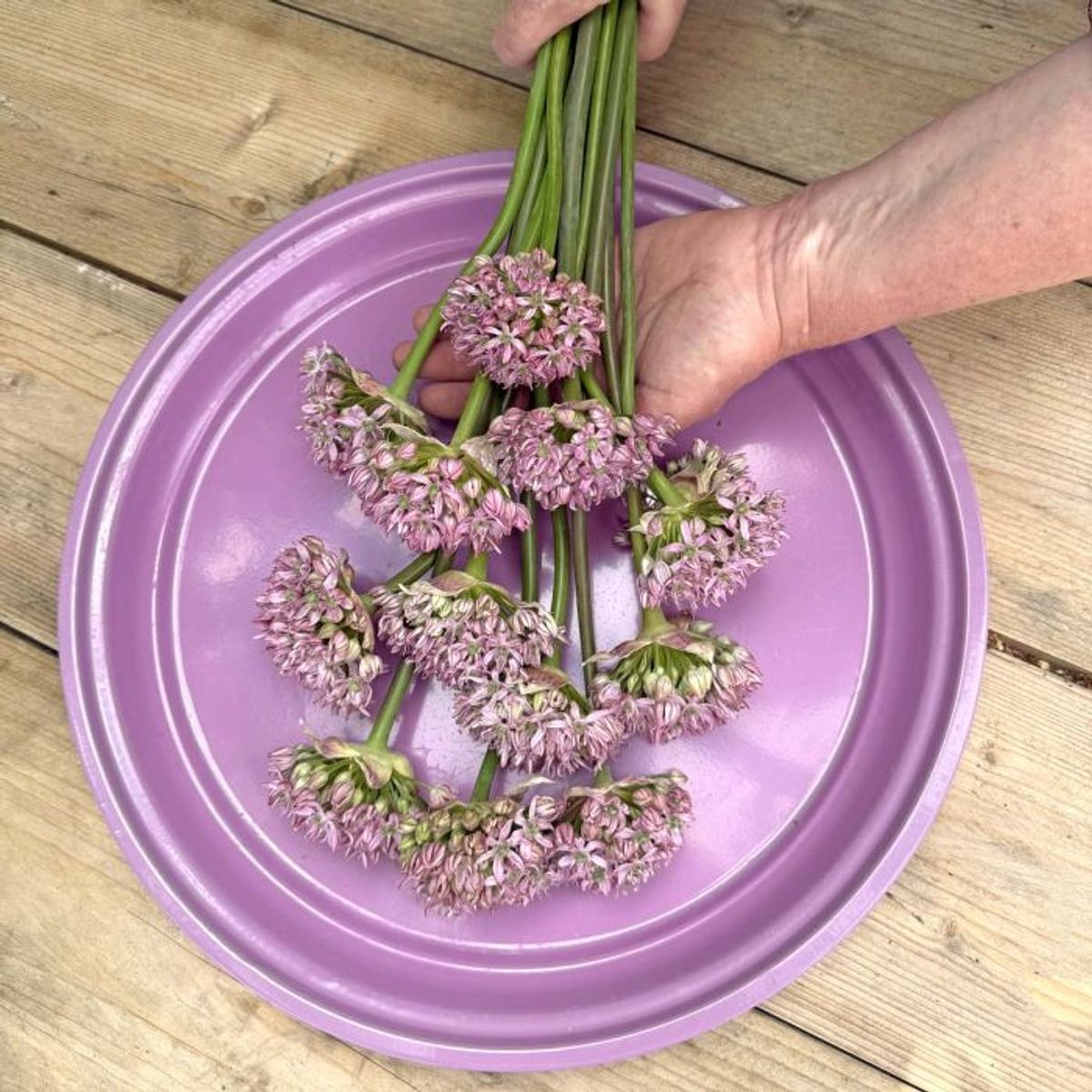 Prydløk 'Pink Jewel' - 3 stk