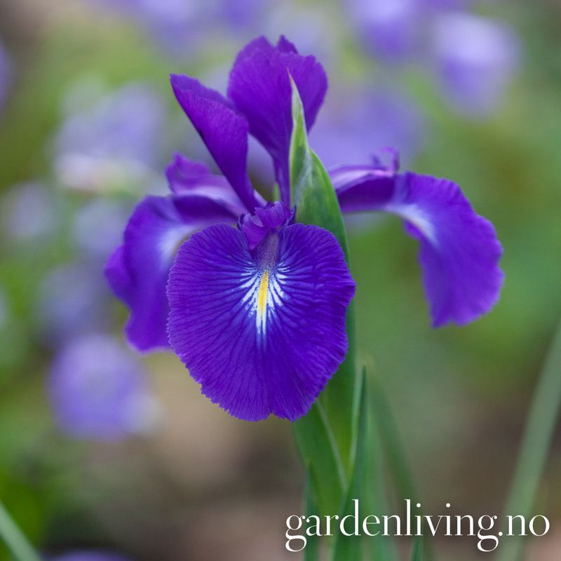Englenderiris - Iris latifolia - 1 stk