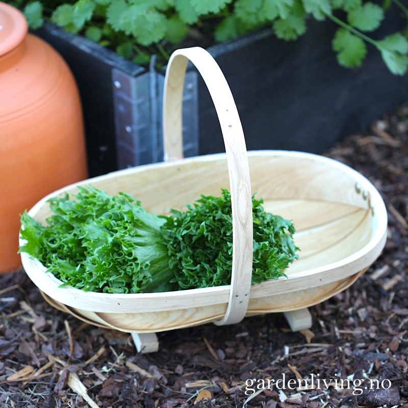 Sponkurv - Wodden trug, medium