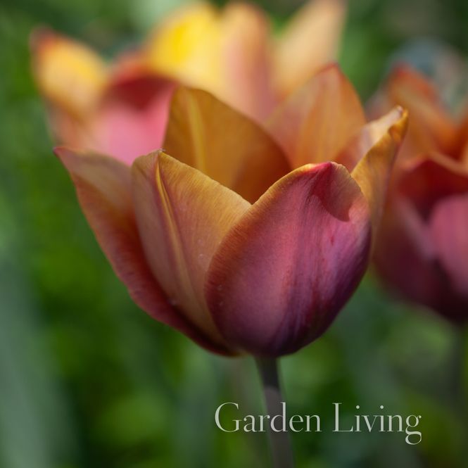 Hovedbilde Historisk Tulipan 'Old Times - Tulipa - 1 stk 