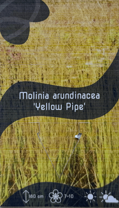 Hovedbilde Blåtopp JS® ’Yellow Pipe’ - Molinia caerulea ...