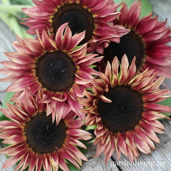 Hovedbilde Solsikke 'Pro Cut Plum' - Helianthus annuus