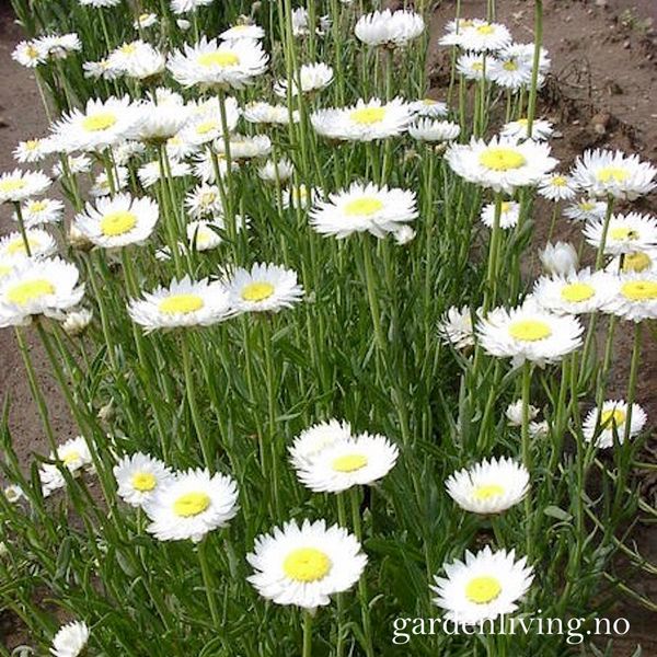 Hovedbilde Rosesolvinge 'White' - Helipterum roseum