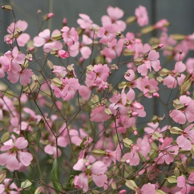 Hovedbilde Såpeurt 'Pink Beauty' - Sapponaria vaccaria