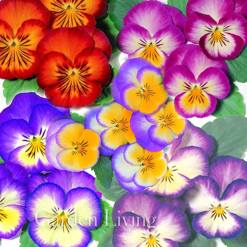 Stemorsblomst 'Ultima Radiance Mixed' - Viola x wittrockiana