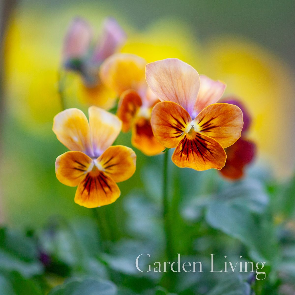 Stemorsblomst 'Corina Terracotta' F1