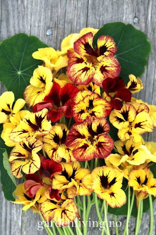 Blomkarse 'Bloody Mary' - Tropaeolum majus