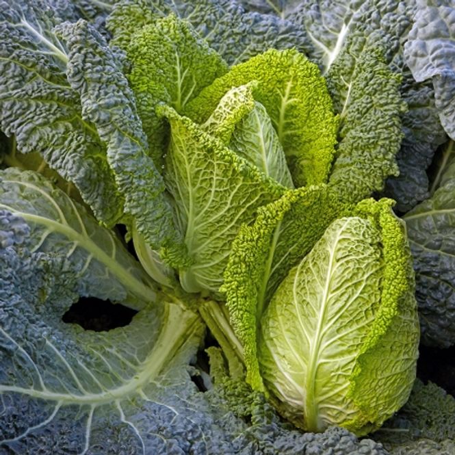 Hovedbilde Savoikål 'Stelvio' F1 - Brassica oleracea var. sabauda