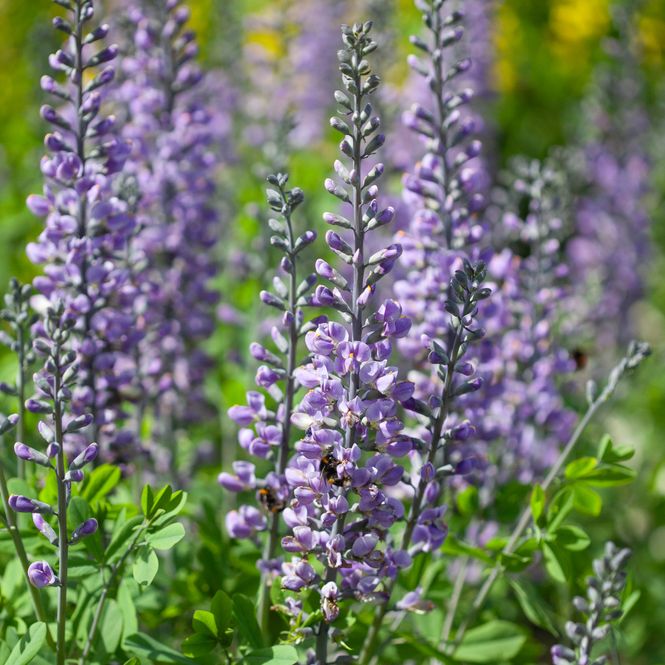 Hovedbilde Fargeskolm 'Blue Towers' ® - Baptisia