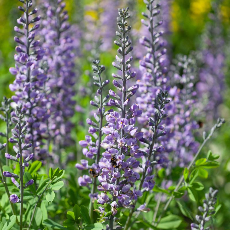 Fargeskolm 'Blue Towers' ® - Baptisia