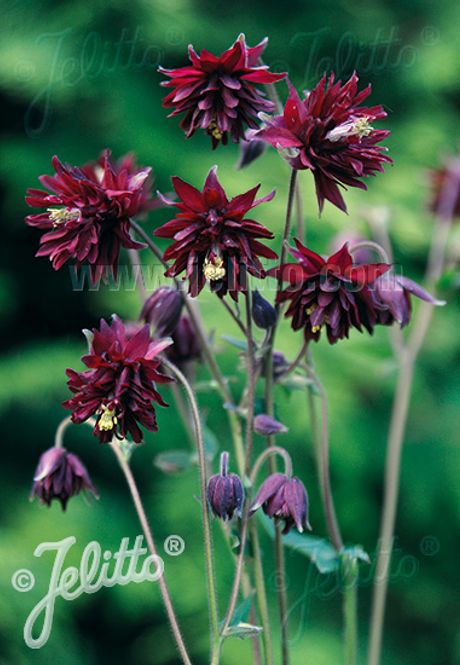 Hovedbilde Akeleie 'Bordeaux Barlow' - Aquilegia vulgaris 
