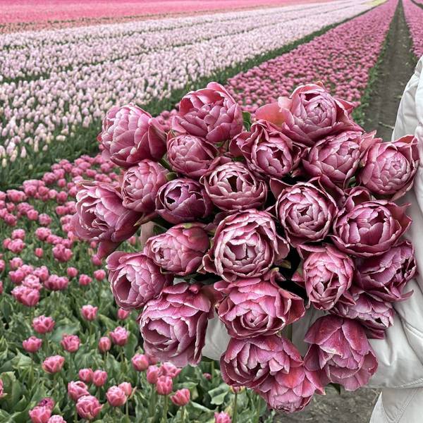 Hovedbilde Tulipan 'Beachberry', sen dobbel - 10 stk