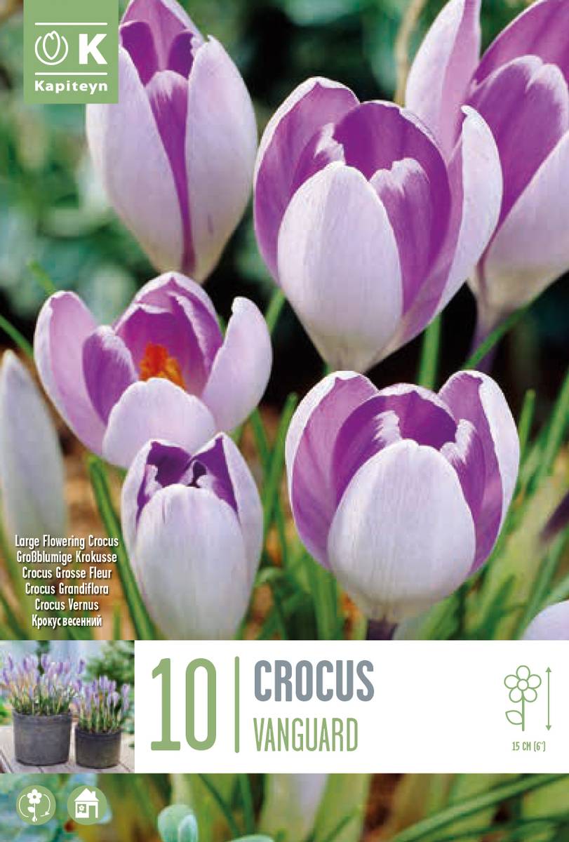 Storblomstret krokus 'Vanguard' - Crocus - 10 stk