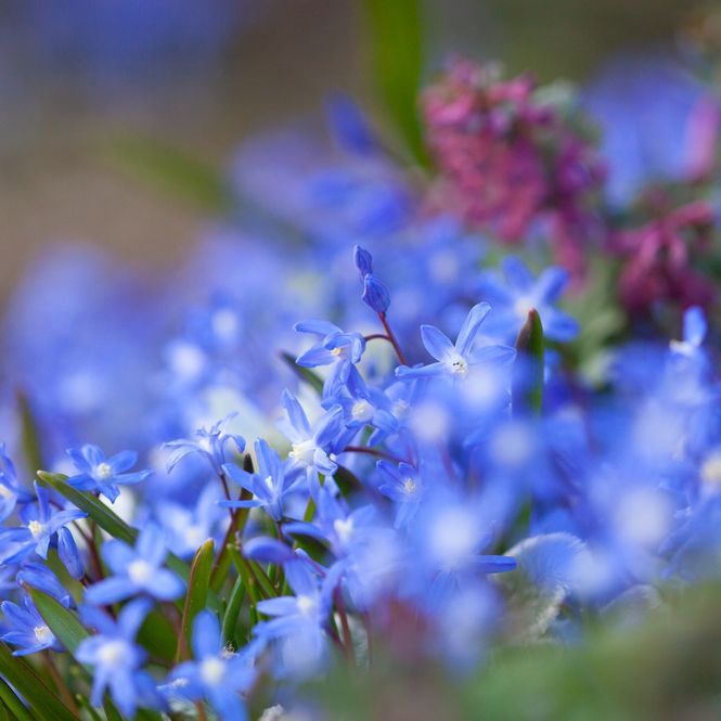 Hovedbilde Sardenssnøstjerne - Chionodoxa sardensis - 10 stk