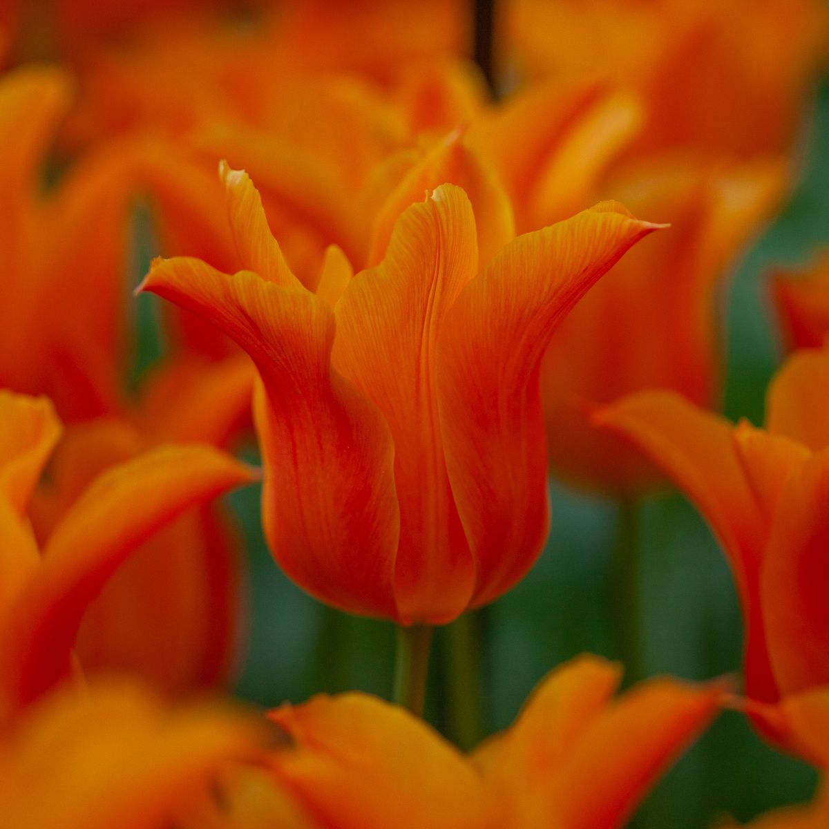 Tulipan 'Ballerina', liljeblomstrende - 7 stk