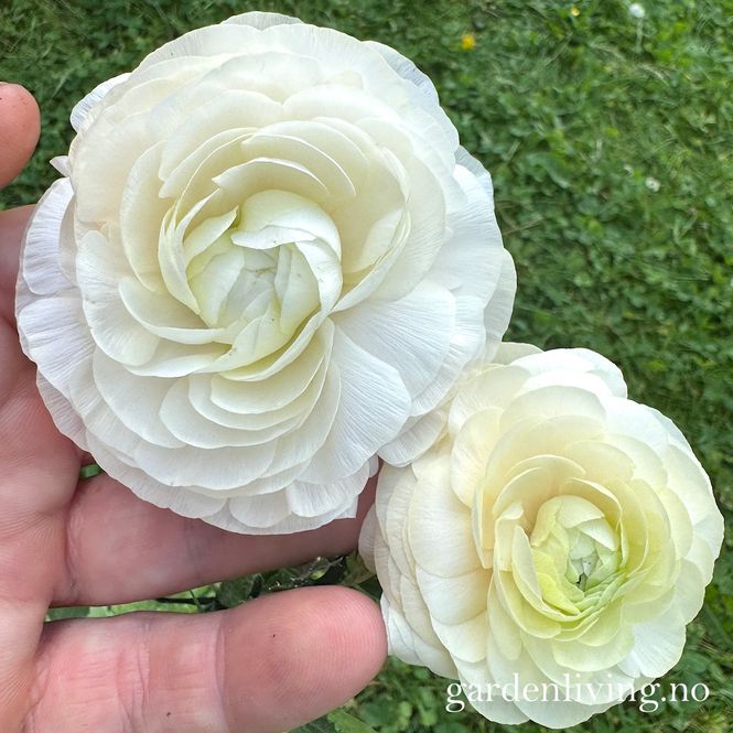 Hovedbilde Ranunkler 'Amandine Pastel Wedding' - Ranunculus, 10 stk.