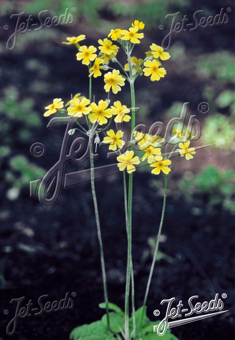 Hovedbilde Primula cockburniana 'Sunshine'