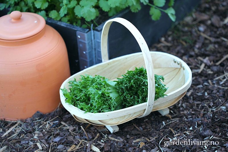 Sponkurv - Wodden trug, medium