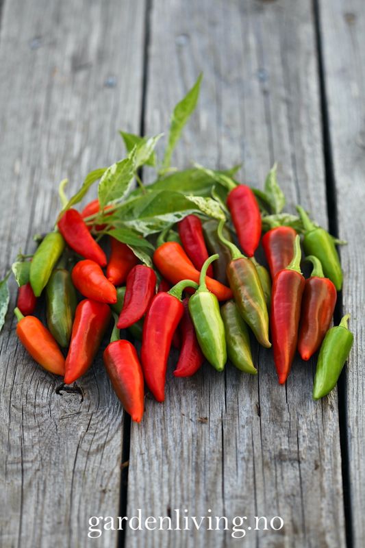 Chilipepper 'Fish Pepper' - Capsicum annuum 