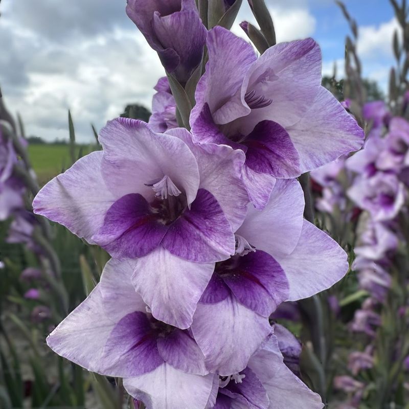 Gladiol, dverg 'Gladdies Tina' - Gladiolus, 10 stk.