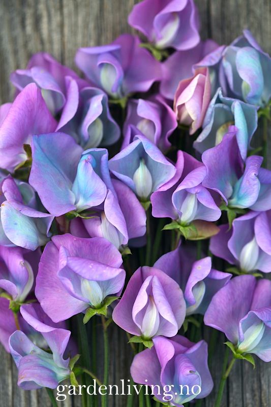 Blomsterert 'Turquoise Lagoon' - Lathyrus odoratus
