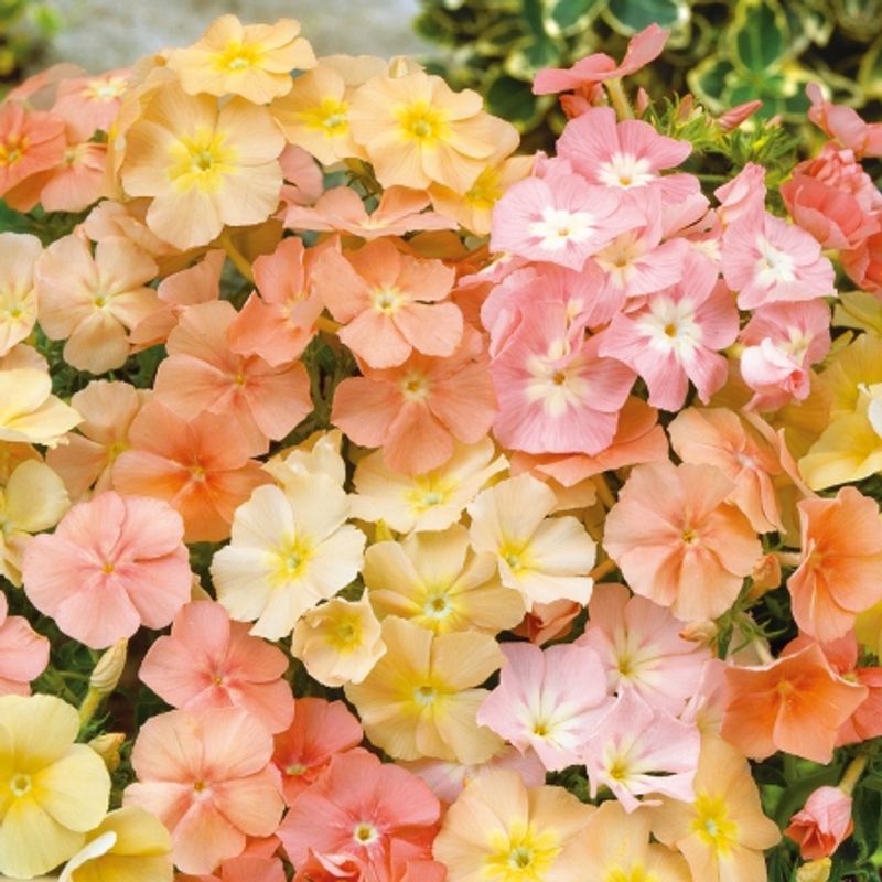 Sommerfloks 'Coral Reef' - Phlox drummondii