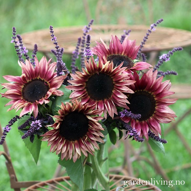 Solsikke 'Pro Cut Plum' - Helianthus annuus