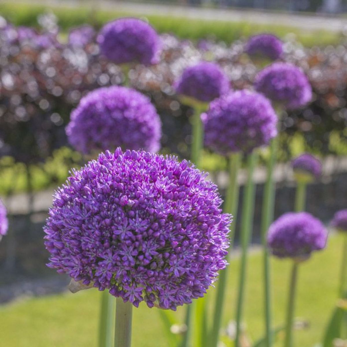 Kjempeløk 'Ambassador' - Allium giganteum - 1 stk