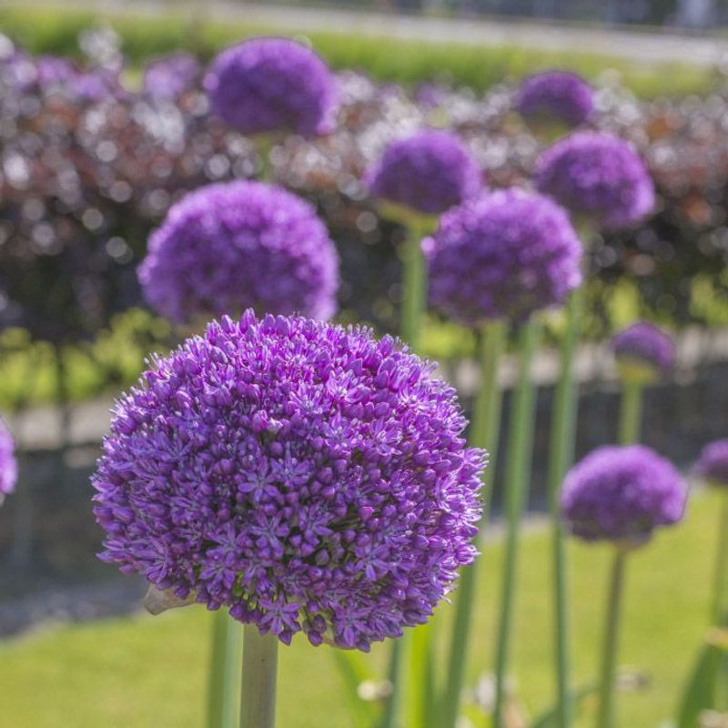 Kjempeløk 'Ambassador' - Allium giganteum - 1 stk