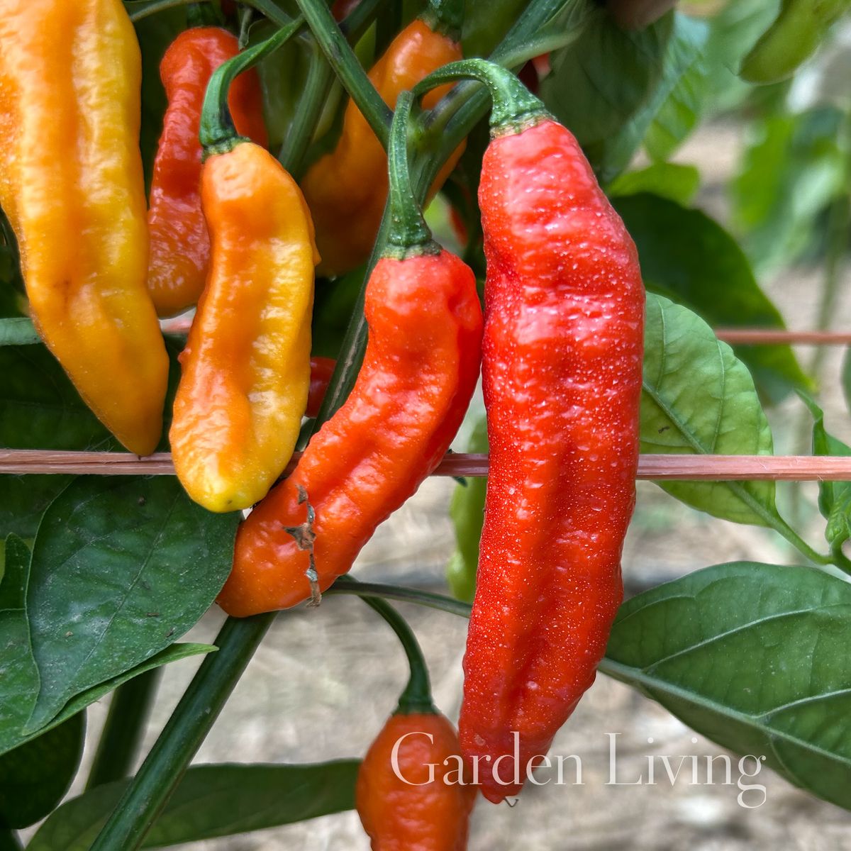 Chilipepper 'Naga Red' - Capsicum chinense
