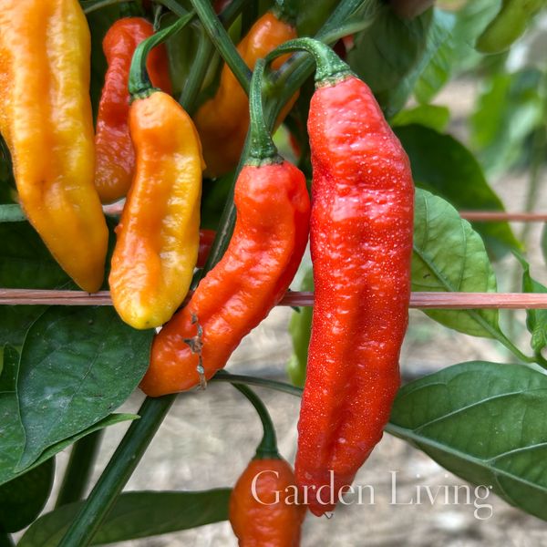 Hovedbilde Chilipepper 'Naga Red' - Capsicum chinense